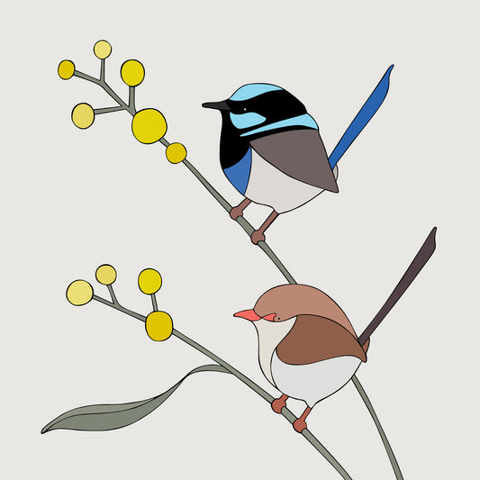 Art print - Superb Fairy-wrens and Wattle