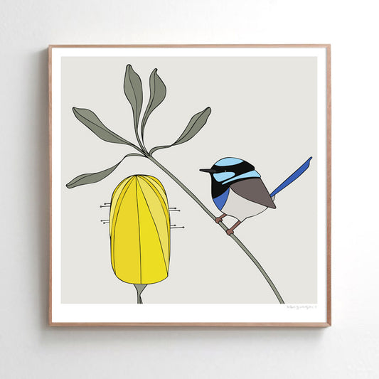 Art print - Superb Fairy-wren and Banksia