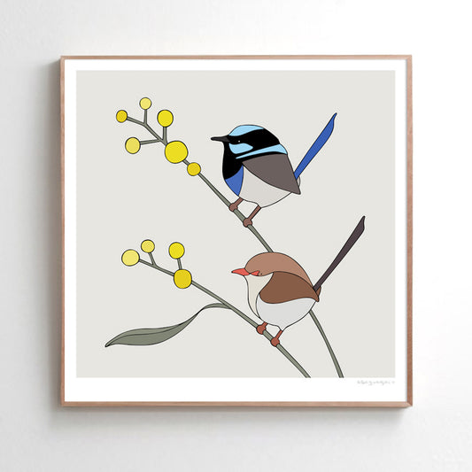 Art print - Superb Fairy-wrens and Wattle